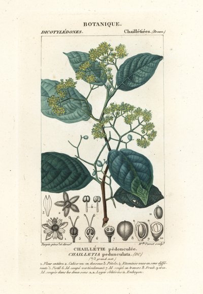 Dichapetalum pedunculatum de Stanghi Stanghi