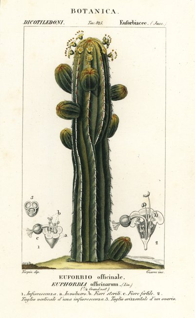 Euphorbia officinarum de Stanghi Stanghi