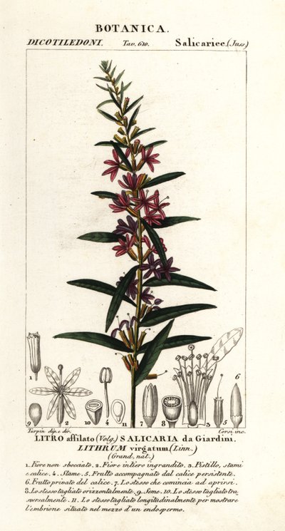 La salicaria europea, Lythrum virgatum de Stanghi Stanghi