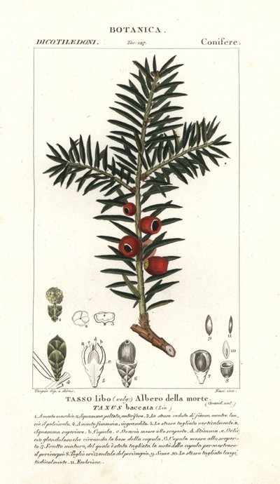 Tejo europeo, Taxus baccata de Stanghi Stanghi