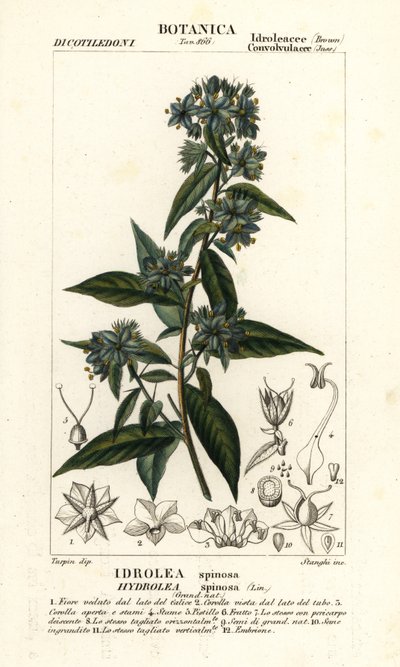 Falsa hoja de la suerte, Hydrolea spinosa de Stanghi Stanghi