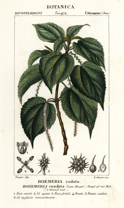Ortiga falsa, Boehmeria caudata de Stanghi Stanghi