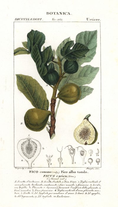 Higuera y fruto, Ficus carica de Stanghi Stanghi
