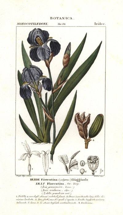 Florentine iris, Iris germanica var florentina de Stanghi Stanghi