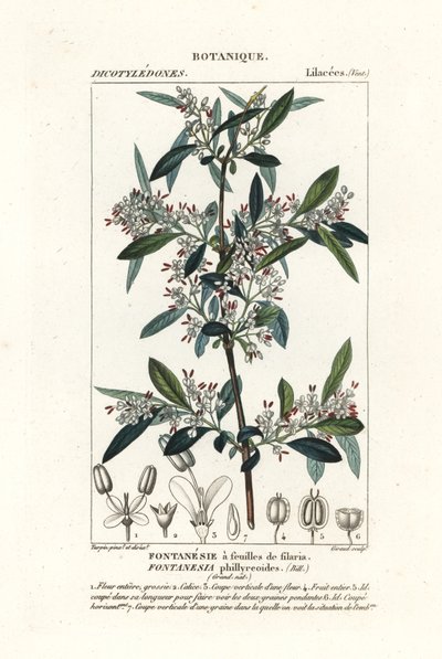 Fontanesia phillyreoides de Stanghi Stanghi