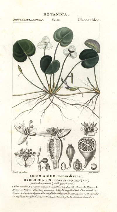 Frogbit, Hydrocharis morsus-ranae de Stanghi Stanghi