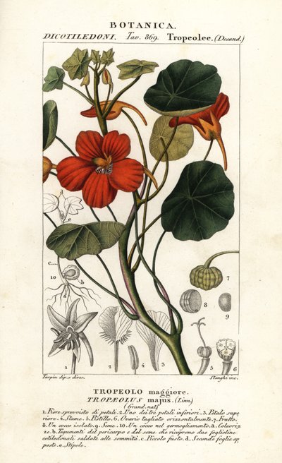 Capuchina de jardín, Tropaeolum majus de Stanghi Stanghi