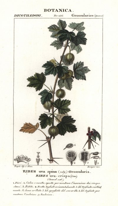 Gooseberry, Ribes uva-crispa de Stanghi Stanghi