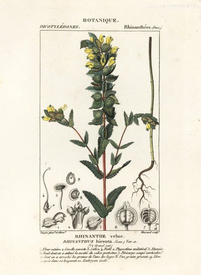 Cascabel amarillo mayor, Rhinanthus alectorolophus de Stanghi Stanghi