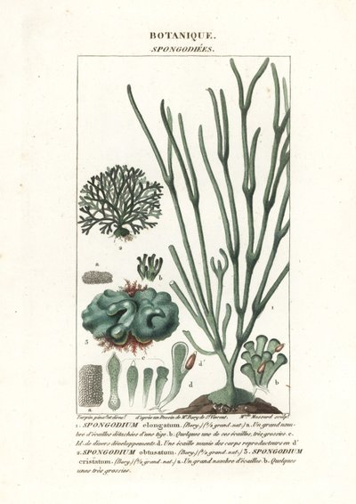 Algas verdes Especies de Spongodium de Stanghi Stanghi