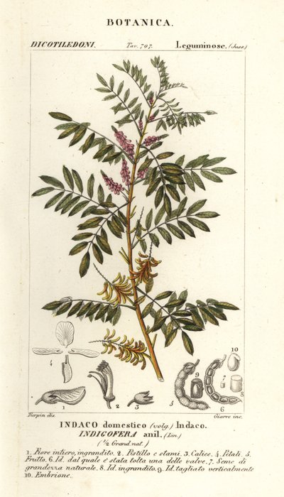 Guatemalan indigo, Indigofera suffruticosa de Stanghi Stanghi