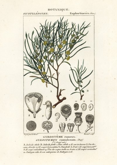 Árbol Gyrostemon ramulosus de Stanghi Stanghi