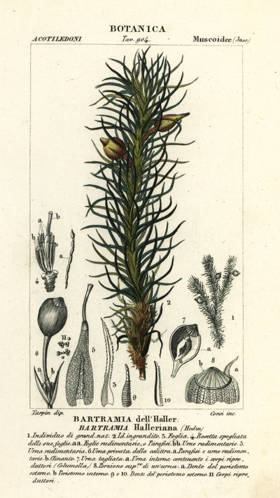 Musgo manzano de Haller, Bartramia halleriana de Stanghi Stanghi