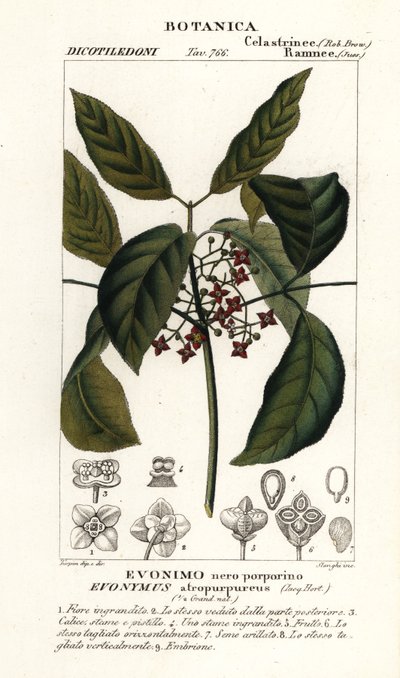 Euonymus hamiltonianus, árbol de la hilera de Hamilton de Stanghi Stanghi