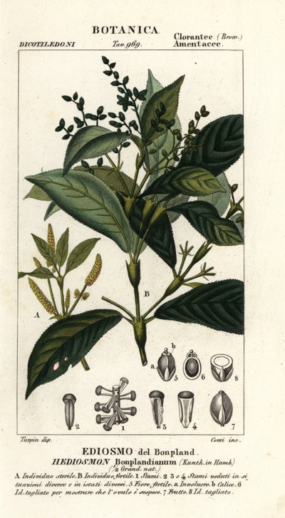 Hedyosmum bonplandianum de Stanghi Stanghi