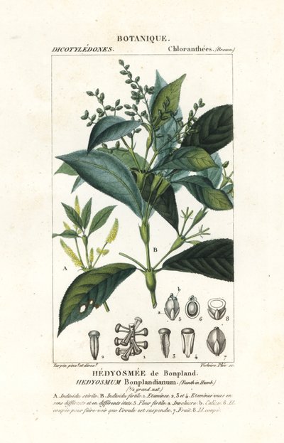 Hedyosmum bonplandianum, Kunth de Stanghi Stanghi