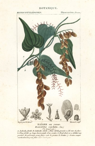 Árbol himber, Rajania cordata de Stanghi Stanghi