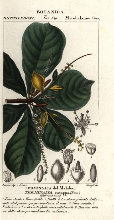 Almendra india, Terminalia catappa de Stanghi Stanghi