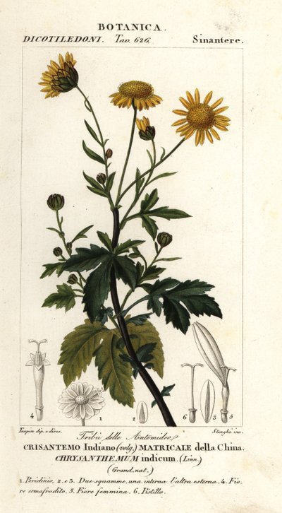 Crisantemo indio, Chrysanthemum indicum de Stanghi Stanghi
