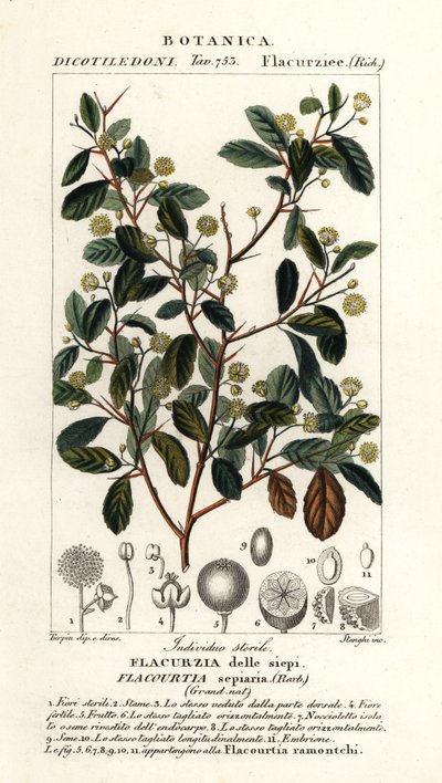 Ciruela de la India, Flacourtia indica de Stanghi Stanghi