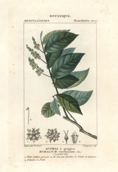 Palo de hierro, Homalium racemosum de Stanghi Stanghi