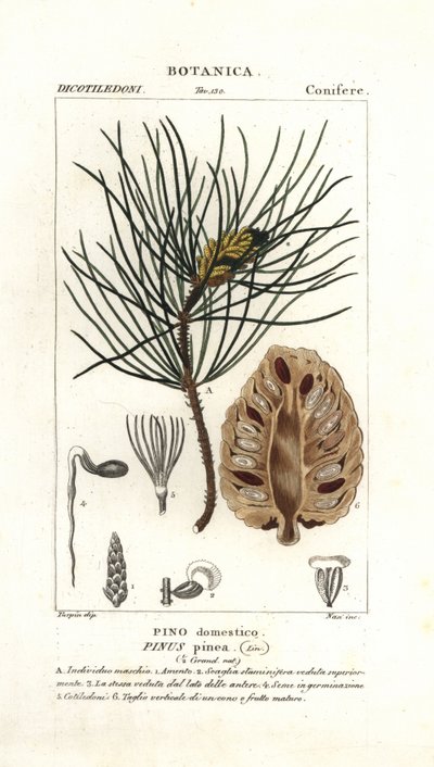 Pino piñonero italiano, Pinus pinea de Stanghi Stanghi