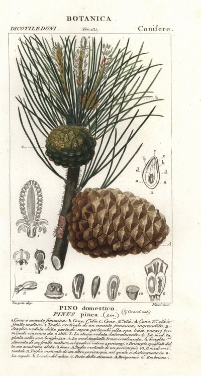 Pino piñonero italiano, Pinus pinea, Pino doméstico de Stanghi Stanghi