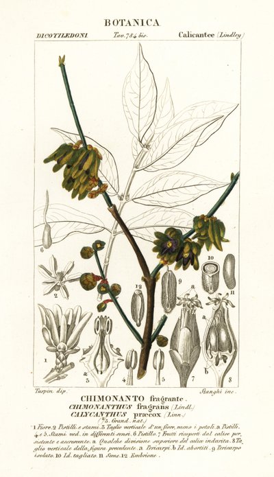 Pimienta de Japón, Chimonanthus praecox de Stanghi Stanghi