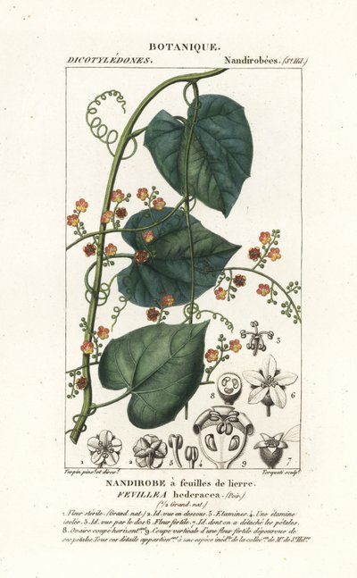 Javillo o antídoto del caccoon, Fevillea cordifolia de Stanghi Stanghi