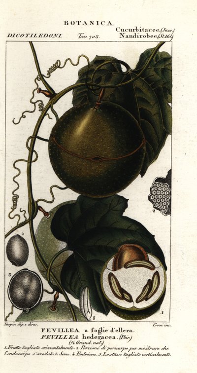 Javillo o antídoto de la fruta del caco, Fevillea cordifolia de Stanghi Stanghi