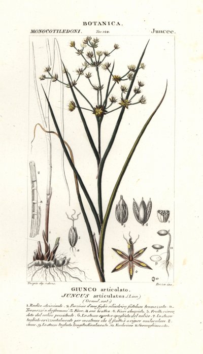 Junco articulado, Juncus articulatus de Stanghi Stanghi