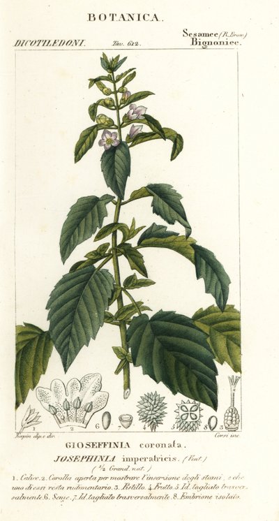 Josephinia imperatricis de Stanghi Stanghi