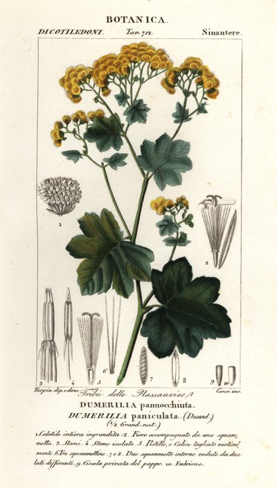 Jungia paniculata de Stanghi Stanghi