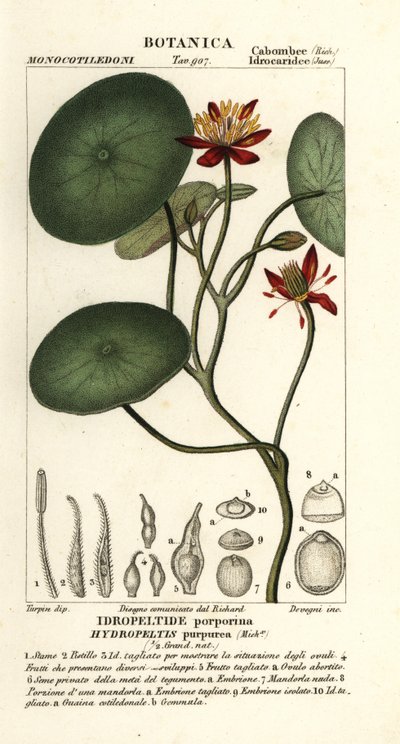 Junsai, Brasenia schreberi de Stanghi Stanghi
