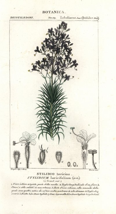 Planta de hoja de alerce o de árbol, Stylidium laricifolium de Stanghi Stanghi