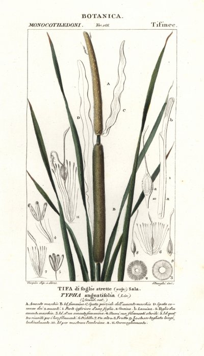 Enea menor, Typha angustifolia de Stanghi Stanghi