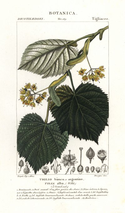 Tilo o tila, Tilia alba de Stanghi Stanghi
