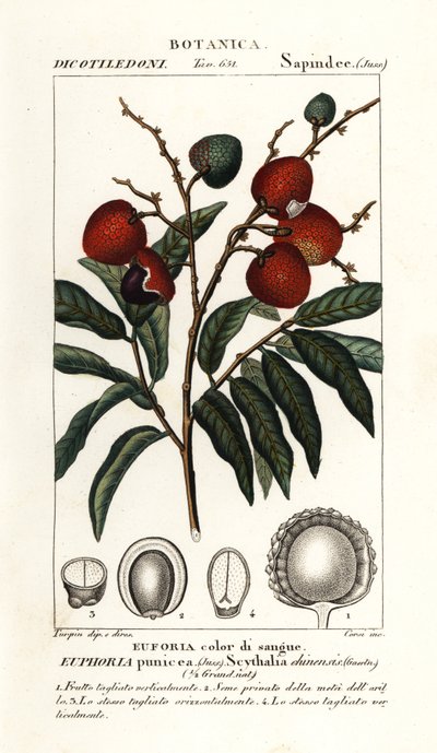 Fruta del lichi, Litchi chinensis de Stanghi Stanghi