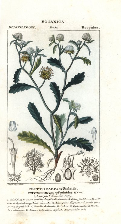 Señora gorgona, Acicarpha tribuloides de Stanghi Stanghi