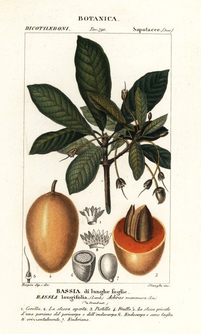 Árbol Mahuwa, Madhuca longifolia de Stanghi Stanghi