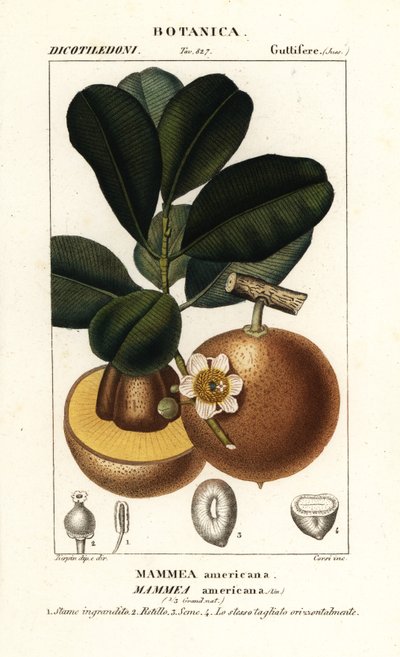 Manzana Mammee, Mammea americana de Stanghi Stanghi