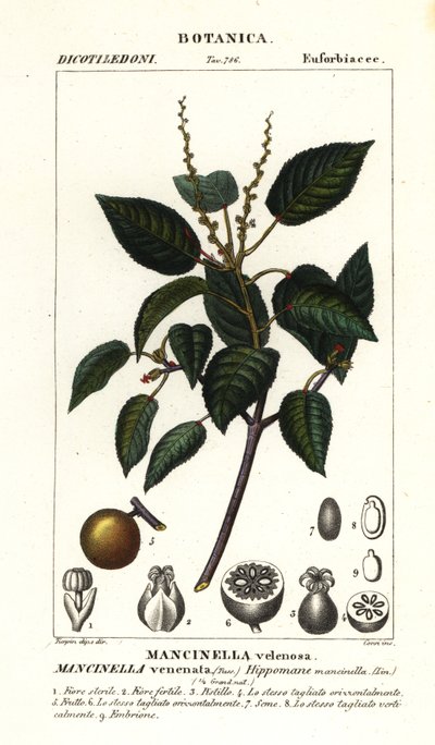Manchineel o manzano de playa, Hippomane mancinella de Stanghi Stanghi