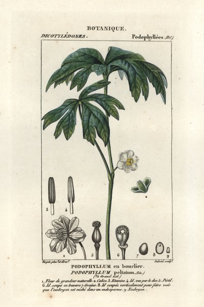 Mayapple, Podophyllum peltatum de Stanghi Stanghi