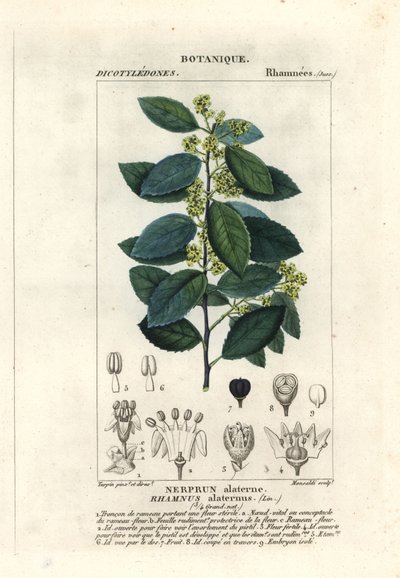 Espino cerval mediterráneo, Rhamnus alaternus de Stanghi Stanghi