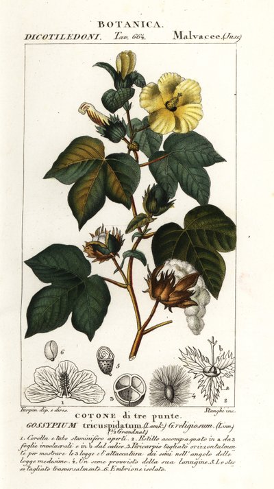 Algodón mexicano, Gossypium hirsutum de Stanghi Stanghi