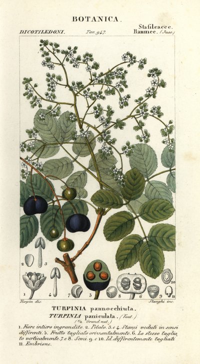 Turpinia occidentalis, madera de cordero de Stanghi Stanghi
