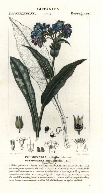 Pulmonaria de hoja estrecha, Pulmonaria angustifolia de Stanghi Stanghi