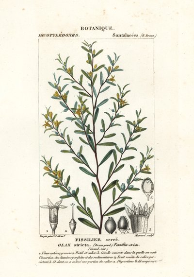 Olax stricta de Stanghi Stanghi