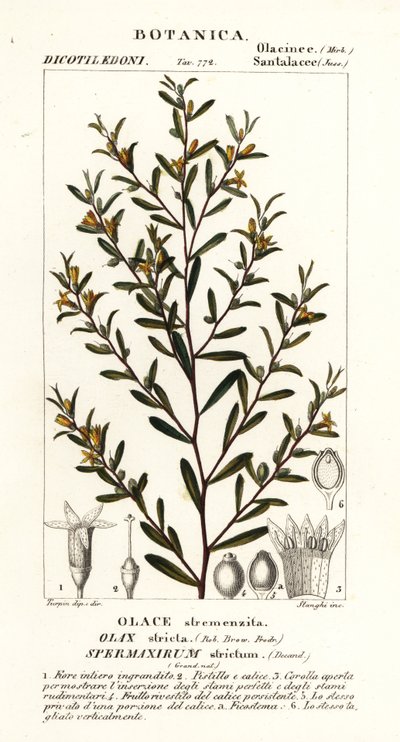 Olax stricta de Stanghi Stanghi
