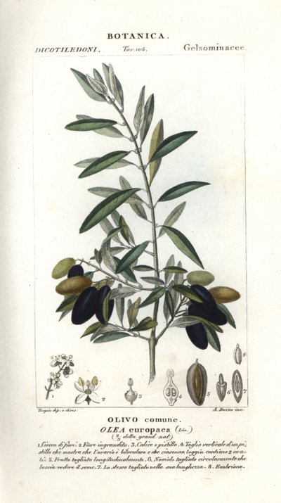 Olivo, Olea europaea de Stanghi Stanghi